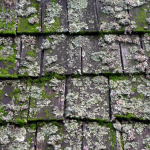 Moss on Roof Shingles
