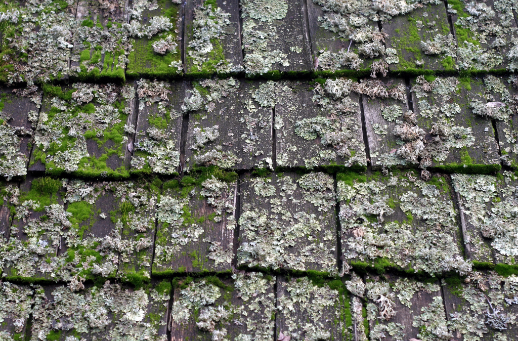 Moss on Roof Shingles