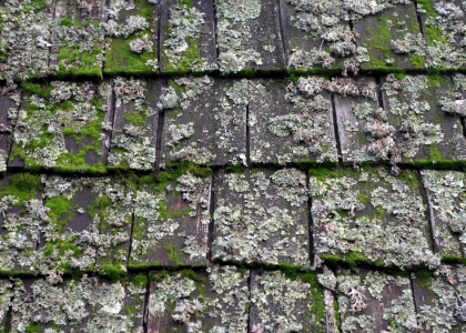 Moss on Roof Shingles